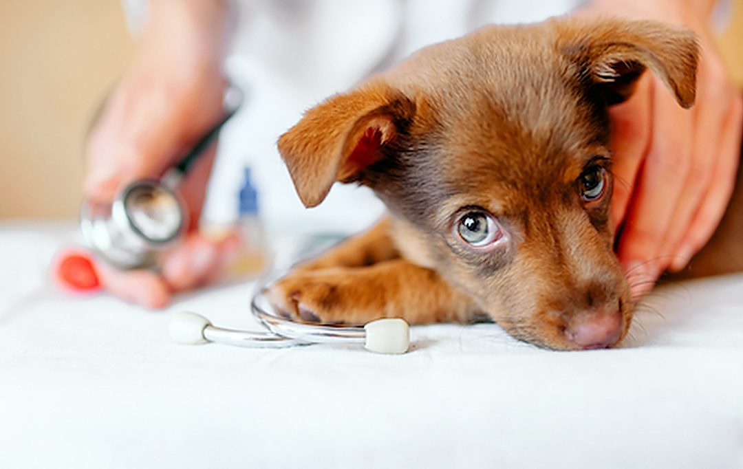slider-produits-veterinaires-pharmacie-eymet-eymet